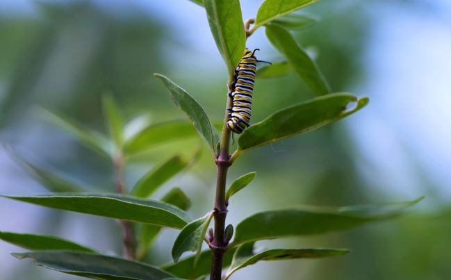 Get It Growing: Native Louisiana milkweed best for butterfly larvae